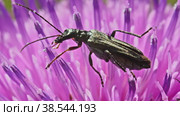 Жук узконадкрылка (Oedemera nobilis) ест пыльцу на розовом цветке чертополоха. Макросъемка. Стоковое видео, видеограф Mixail59 / Фотобанк Лори