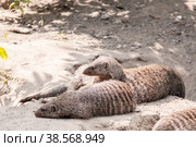 A family of striped mongooses rest near their burrows on the sand in summer. Стоковое фото, фотограф Катерина Белякина / Фотобанк Лори