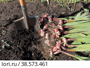 Процесс выкапывания луковиц гладиолусов лопатой. осенние садовые работы. Стоковое фото, фотограф Наталья Сухорукова / Фотобанк Лори