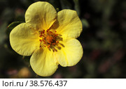 Цветок лапчатки кустарниковой (Dasiphora fruticosa) Стоковое фото, фотограф EgleKa / Фотобанк Лори