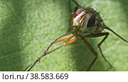 Муха из семейства Tachinidae сидит на листе растения и чистит лапки. Макросъемка. Стоковое видео, видеограф Mixail59 / Фотобанк Лори