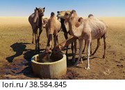 Portrait of drinking camels at the desert well in Ouled-Rachid, Batha, Chad. Стоковое фото, фотограф Сергей Майоров / Фотобанк Лори