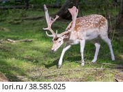 Россия. Москва, Зеленоград. Лань (олень). Дом лани. Russia. Moscow, Zelenograd. Deer (deer) in a private zoo. (2019 год). Стоковое фото, фотограф Алексей Смышляев / Фотобанк Лори