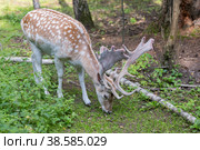 Россия. Москва, Зеленоград. Лань (олень). Дом лани. Russia. Moscow, Zelenograd. Deer (deer) in a private zoo. (2019 год). Стоковое фото, фотограф Алексей Смышляев / Фотобанк Лори