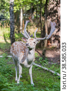 Россия. Москва, Зеленоград. Лань (олень). Дом лани. Russia. Moscow, Zelenograd. Deer (deer) in a private zoo. (2019 год). Стоковое фото, фотограф Алексей Смышляев / Фотобанк Лори