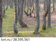 Россия. Калининградская область. Заповедник Куршская коса. Танцующий лес. Russia. Kaliningrad region. Curonian Spit Nature Reserve. Dancing forest. (2019 год). Стоковое фото, фотограф Алексей Смышляев / Фотобанк Лори
