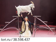 Россия. Санкт-Петербург. Цирковое шоу Инопланетный цирк OFU Приземление Большого Московского цирка. Заслуженная артистка России Ирина Левицкая. Дрессированные козы. Russia. Saint-Petersburg. Honored Artist of Russia Irina Levitskaya. Trained goats. (2019 год). Редакционное фото, фотограф Алексей Смышляев / Фотобанк Лори