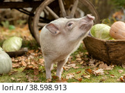 a white mini pig sits in a wicker basket. Autumn photo. Стоковое фото, фотограф Ольга Сейфутдинова / Фотобанк Лори