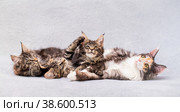 Mainecoon family mom cat and three kittens lie on light fluffy blanket. Стоковое фото, фотограф Мария Мороз / Фотобанк Лори