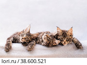 Mainecoon family three kittens lie on light fluffy blanket. Стоковое фото, фотограф Мария Мороз / Фотобанк Лори