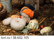 a white mini pig sits in a wicker basket. Autumn photo. Стоковое фото, фотограф Ольга Сейфутдинова / Фотобанк Лори