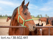Many horses in a paddock at a stud farm. Стоковое фото, фотограф Артем Курутин / Фотобанк Лори