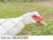 Multicolored domestic duck. Стоковое фото, фотограф Siarhei Starastau / Фотобанк Лори