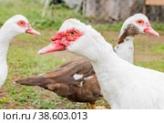 Domestic ducks in the yard. Стоковое фото, фотограф Siarhei Starastau / Фотобанк Лори