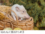 a white mini pig sits in a wicker basket. Autumn photo. Стоковое фото, фотограф Ольга Сейфутдинова / Фотобанк Лори