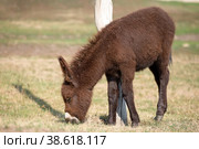 Молодой маленький коричневый осел на животноводческой ферме. Стоковое фото, фотограф Pukhov K / Фотобанк Лори