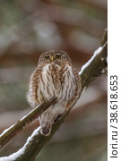 Воробьиный сыч (Glaucidium passerinum) Стоковое фото, фотограф Вячеслав Орос / Фотобанк Лори