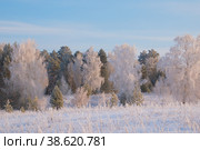 Солнечный денек в лесу. Стоковое фото, фотограф Василий Быстрицкий / Фотобанк Лори