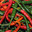 Spicy chili. Astrakhan pepper on a white background. To give taste, sharpness and piquancy to the prepared dish. The ingredient from the recipe. Стоковое фото, фотограф Елена Бобкова / Фотобанк Лори