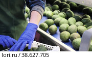 Fresh tropical fruit avocado in crates after packaging, warehouse at mango factory. Стоковое видео, видеограф Яков Филимонов / Фотобанк Лори