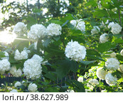 Декоративная калина бульденеж (Viburnum Boule-de-neige / Калина розовая, Снежный шар) цветет в саду. Стоковое фото, фотограф Ольга Перфилова / Фотобанк Лори