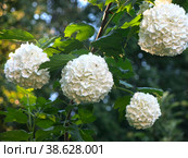 Декоративная калина бульденеж (Viburnum Boule-de-neige / Калина розовая, Снежный шар) цветет в саду. Стоковое фото, фотограф Ольга Перфилова / Фотобанк Лори