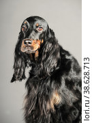 Gordon Setter dog sitting, on a white background. Стоковое фото, фотограф Анна Кривицкая / Фотобанк Лори