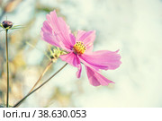 Decorative Pink Garden Flower Cosmos, Cosmos Bipinnatus, Cosmea Bipinnata, Bidens Formosa. Mexican Aster. close up. Copy space. Стоковое фото, фотограф Оксана Медведева / Фотобанк Лори