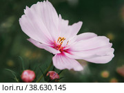 Decorative Pink Garden Flower Cosmos, Cosmos Bipinnatus, Cosmea Bipinnata, Bidens Formosa. Mexican Aster. close up. Стоковое фото, фотограф Оксана Медведева / Фотобанк Лори