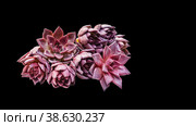succulent plants aeonium arboreum, ready to create a bouquet by a florist. Selective focus. Isolated on black. Стоковое фото, фотограф Оксана Медведева / Фотобанк Лори