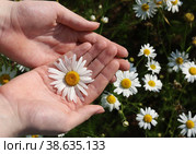Цветок ромашки в ладошках девушки на фоне ромашкового поля в солнечный летний день. Стоковое фото, фотограф Оксана Шведкова / Фотобанк Лори
