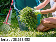 A young woman works in the backyard of the house and collects grass with a rake after a mower. The concept of housework, gardening and country life. Стоковое фото, фотограф Photojuli / Фотобанк Лори