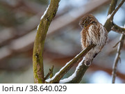 Воробьиный сыч (Glaucidium passerinum) Стоковое фото, фотограф Вячеслав Орос / Фотобанк Лори