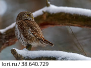 Воробьиный сыч (Glaucidium passerinum) Стоковое фото, фотограф Вячеслав Орос / Фотобанк Лори