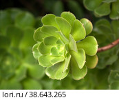 Aeonium arboreum. Natural isolated background with botanical garden. Стоковое фото, фотограф Елена  Попкова / Фотобанк Лори