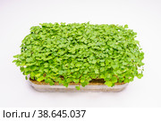 Урожай микро зелени рукколы культурной в прозрачном пластиковом лотке. Полезная для здоровья натуральная органическая пища. Стоковое фото, фотограф Sergei Gorin / Фотобанк Лори