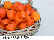 Physalis or Chinese lantern plants in a wicker basket close-up. Natural colorful autumn decorations: physalis alkekengi. Copy of the space for the text. Стоковое фото, фотограф Photojuli / Фотобанк Лори