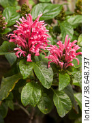 Blooming Justicia. Natural isolated background in a botanical garden. Стоковое фото, фотограф Елена  Попкова / Фотобанк Лори