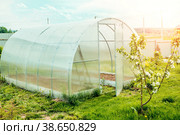 Greenhouse on small farm with plants. Greenhouse on the precinct. Private garden. Sunset light. Стоковое фото, фотограф Оксана Медведева / Фотобанк Лори