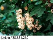 Ribes niveum Clusters of ripe white currants hang on a bush in the sunlight. Healthy food concept. Growing plants and berries in the garden. berries of white currant as a nutrition with vitamins for vegan. Стоковое фото, фотограф Оксана Медведева / Фотобанк Лори
