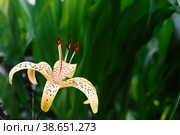 Tiger lily Lilium lancifolium, syn. L. tigrinum on a green blurred background on a sunny day. copy space. Стоковое фото, фотограф Оксана Медведева / Фотобанк Лори