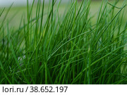 Home vegetable garden. On the bed grows green onions-batun. - a perennial herb, a species of the genus Onion. Стоковое фото, фотограф Ирина Старикова / Фотобанк Лори
