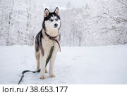 Husky dog portrait. Siberian husky with blue eyes in winter snowy park . Стоковое фото, фотограф Мария Мороз / Фотобанк Лори