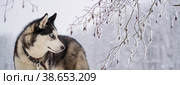 Husky dog portrait. Siberian husky with blue eyes in winter snowy park . Стоковое фото, фотограф Мария Мороз / Фотобанк Лори