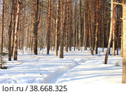 Road in winter forest on sunny day. Стоковое фото, фотограф Попова Ольга / Фотобанк Лори