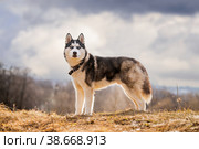 Portrait of a magnificent Siberian Husky standing in the background of a natural northern landscape. Стоковое фото, фотограф Мария Мороз / Фотобанк Лори