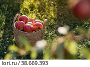 A wicker basket full of fresh fruit. A basket with red apples on a green lawn. Beautiful sunlight. Autumn harvest, harvesting or harvesting. Стоковое фото, фотограф Photojuli / Фотобанк Лори