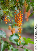Fruit of Duranta erecta. Стоковое фото, фотограф Юлия Бабкина / Фотобанк Лори