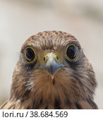 Обыкновенная пустельга, сокол (Falco tinnunculus) Стоковое фото, фотограф Вячеслав Орос / Фотобанк Лори
