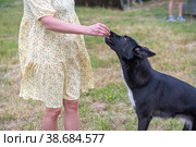 Собака выполняет команды, слушается человека. Стоковое фото, фотограф Руслан Лесков / Фотобанк Лори